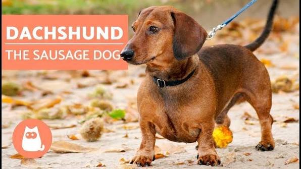 Is a Sausage Dog the Same as a Dachshund?