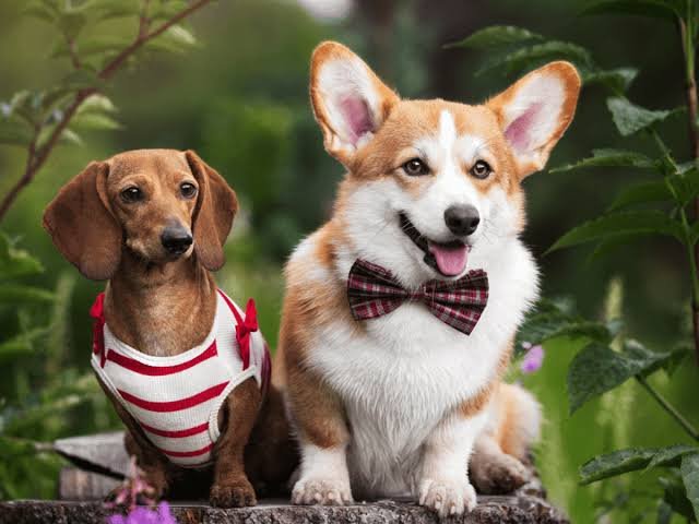 Dorgi: Welsh Corgi Dachshund Mix Traits & Care