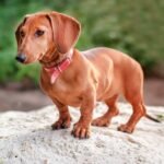 Where to Adopt a Dachshund in Texas