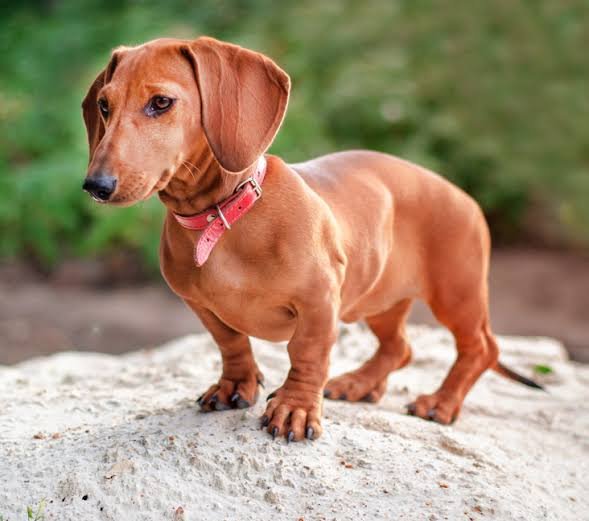 Where to Adopt a Dachshund in Texas