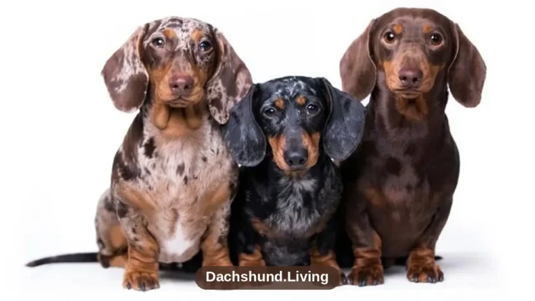 Dachshund Mix Breeds: Popular Crosses & What to Expect