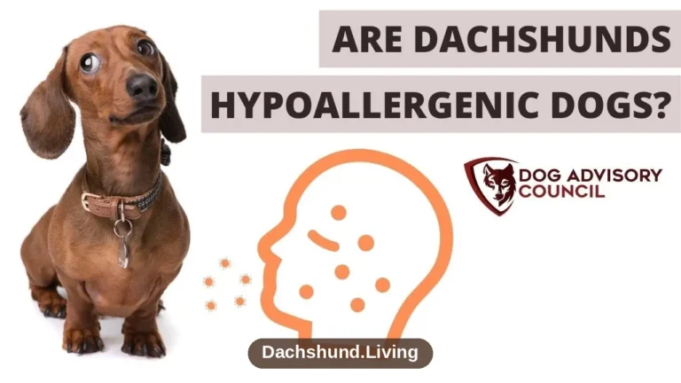 Are Dachshunds Hypoallergenic? Allergy Facts to Know