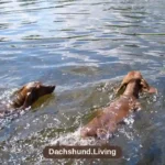 Can Dachshunds Swim?