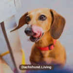Best Dog Food for Mini Dachshunds: Complete Feeding Guide