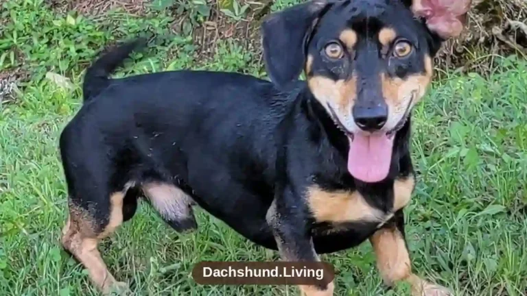 Dorgi: Welsh Corgi Dachshund Mix Traits & Care