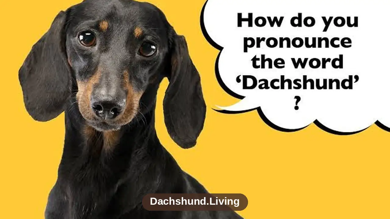 How Dachshund Is Actually Pronounced