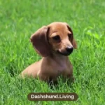 How Much Does a Dachshund Cost?