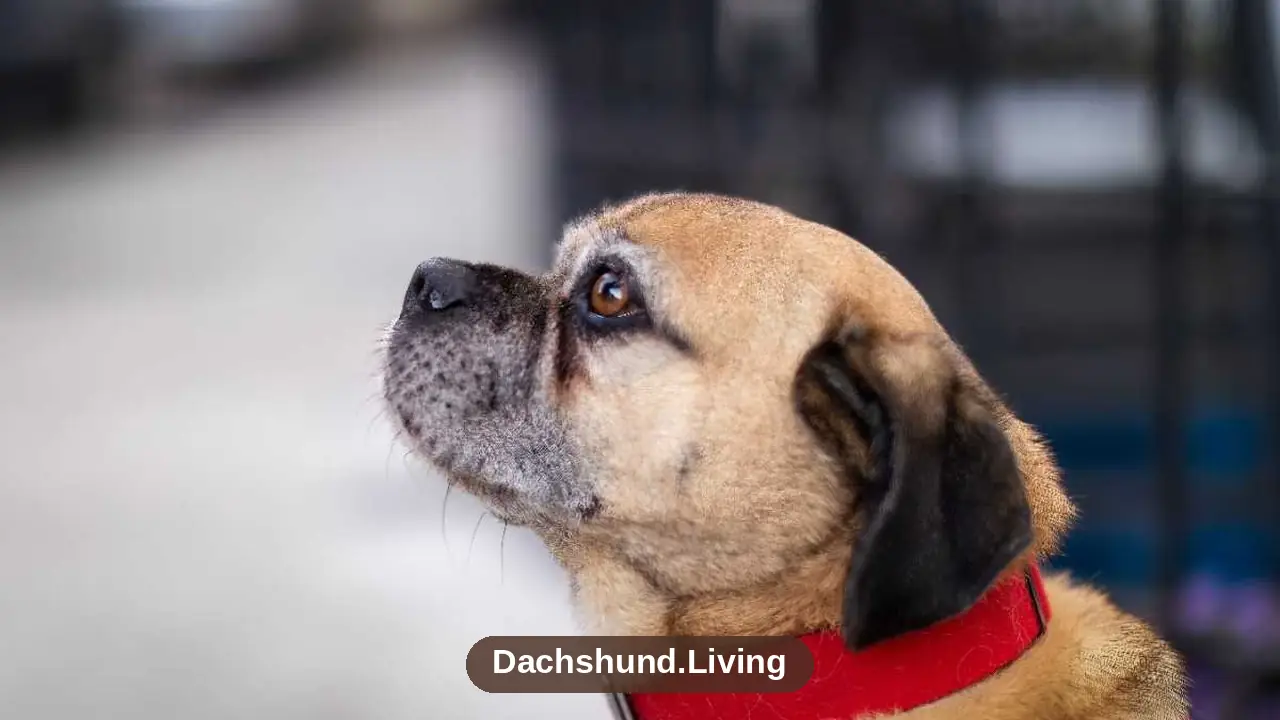 Pug Dachshund Mix Guide for New Owners