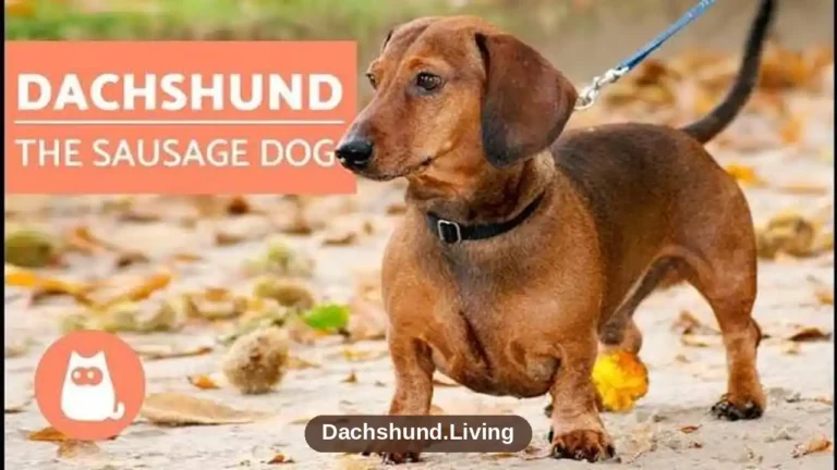 Is a Sausage Dog the Same as a Dachshund?
